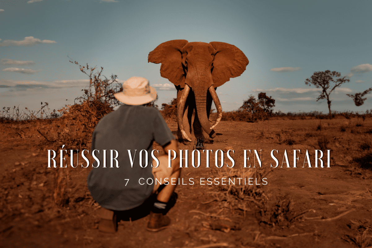 photo de safari et éléphant