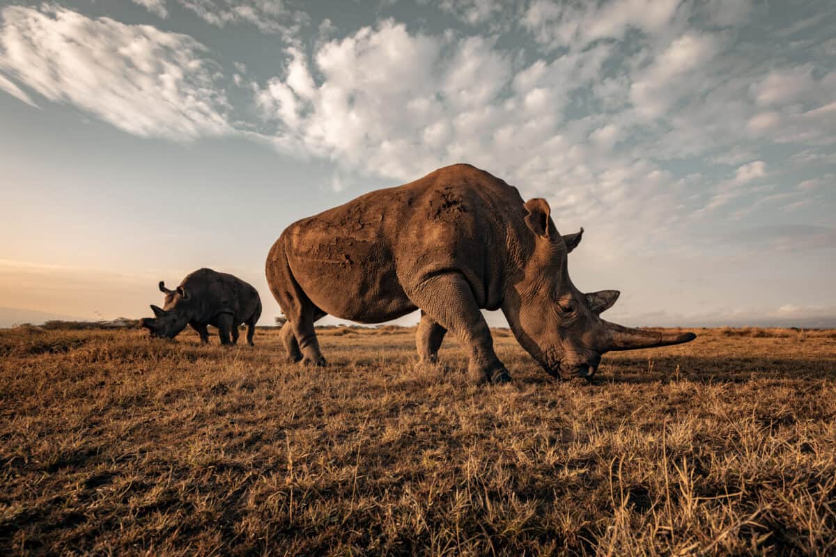 Photo Animalière rhinocéros kenya Jc Pieri