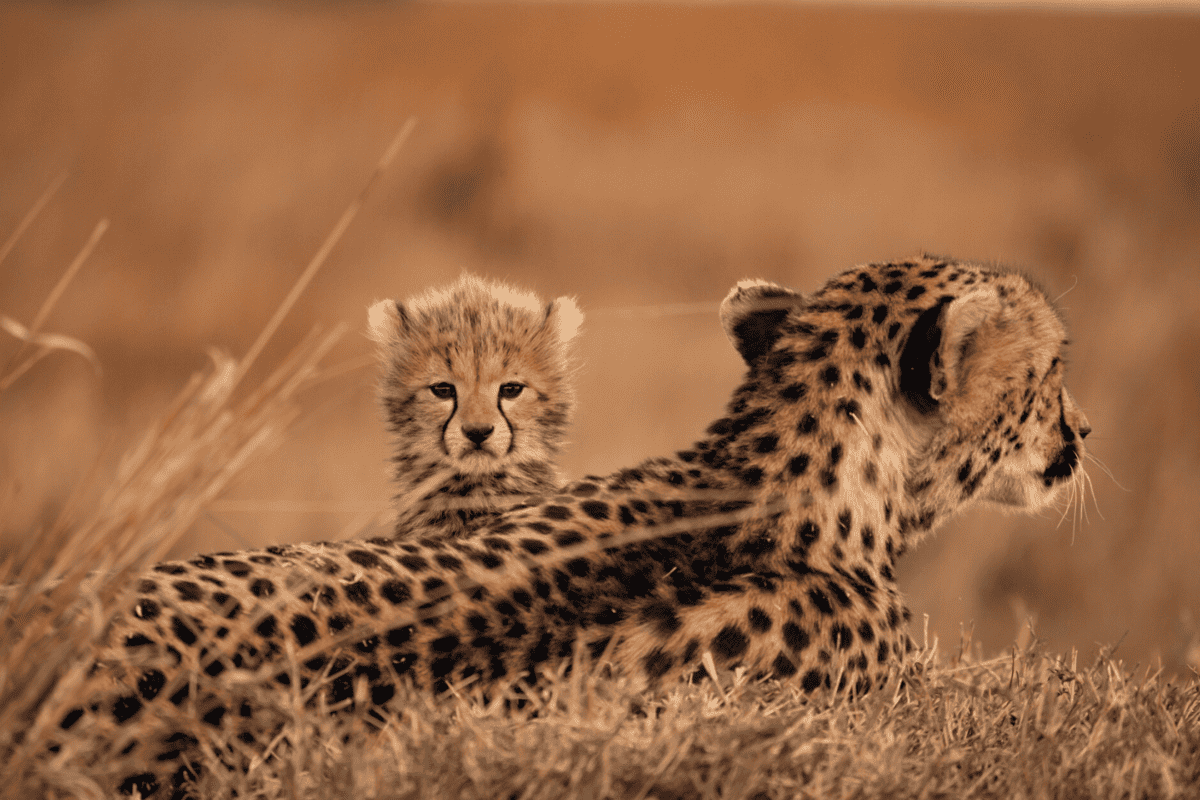Guépard Formation animalière Kenya