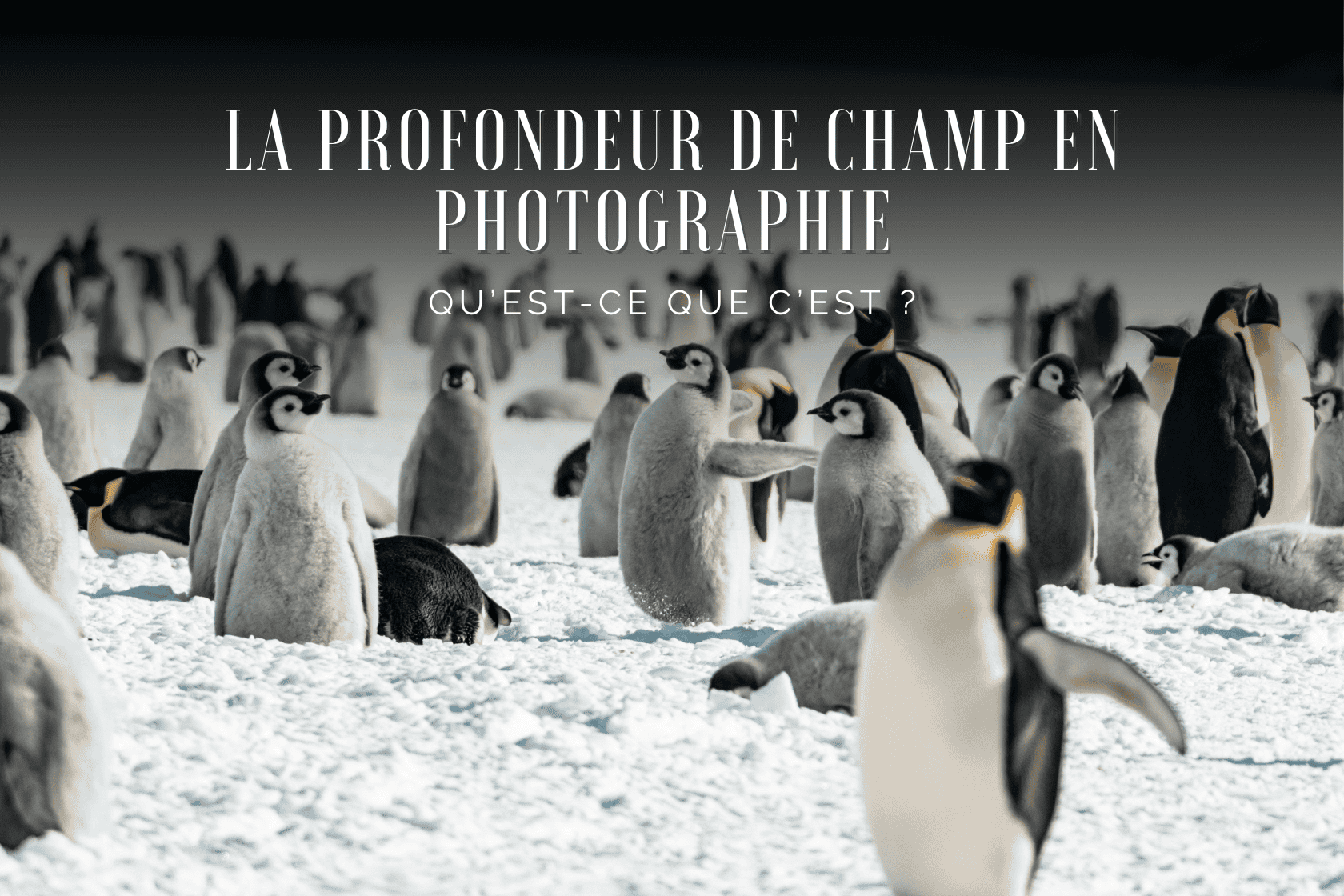 La profondeur de champ en photographie : Qu’est-ce que c’est ?