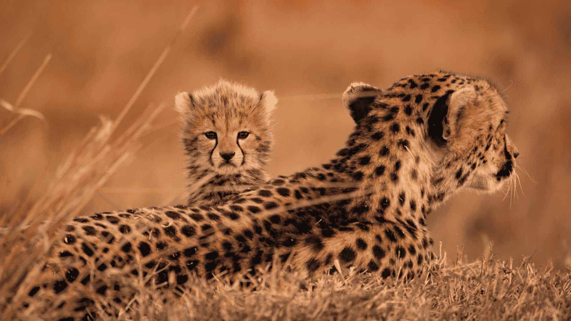 Formation Photo Vidéo animalière